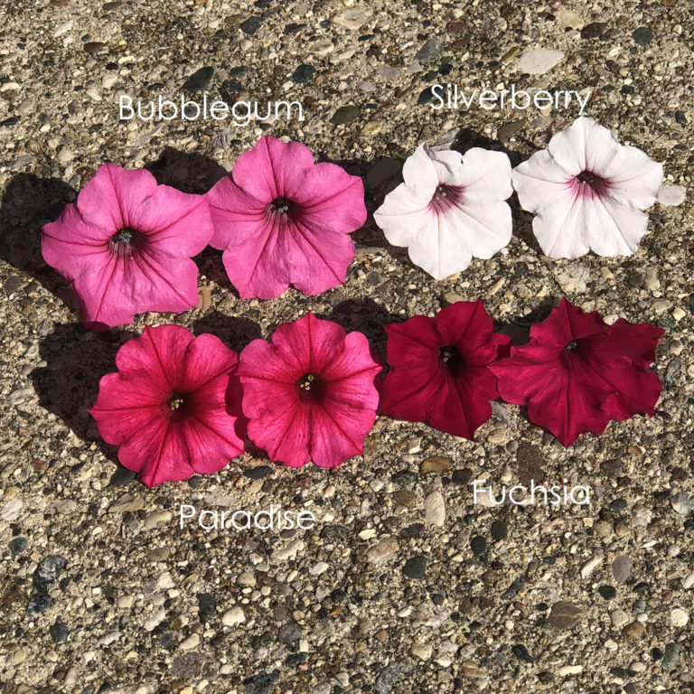 SUPERTUNIA VISTA® BUBBLEGUM® Petunia - Order Online