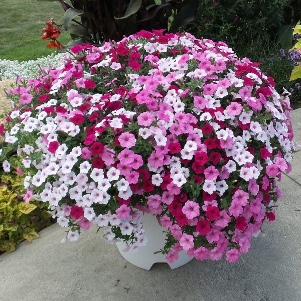 PETUNIA SUPERTUNIA VISTA FUCHSIA PETUNIA