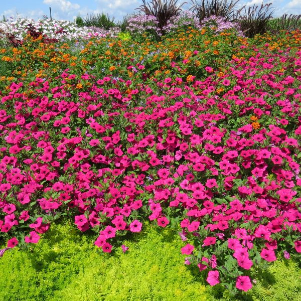 PETUNIA SUPERTUNIA VISTA FUCHSIA PETUNIA