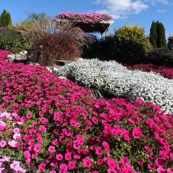 PETUNIA SUPERTUNIA VISTA FUCHSIA PETUNIA