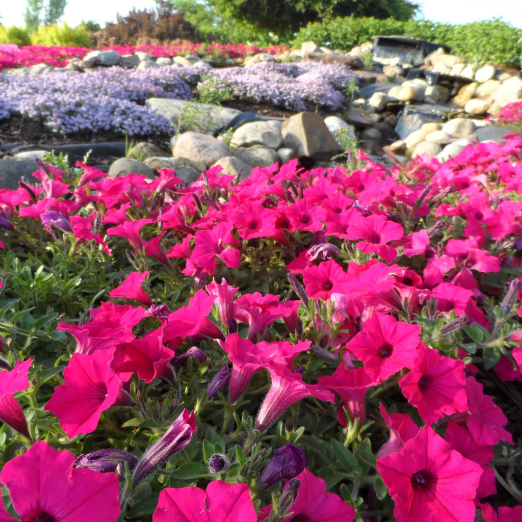 PETUNIA SUPERTUNIA VISTA FUCHSIA PETUNIA