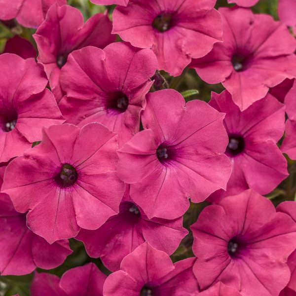 PETUNIA SUPERTUNIA VISTA FUCHSIA PETUNIA