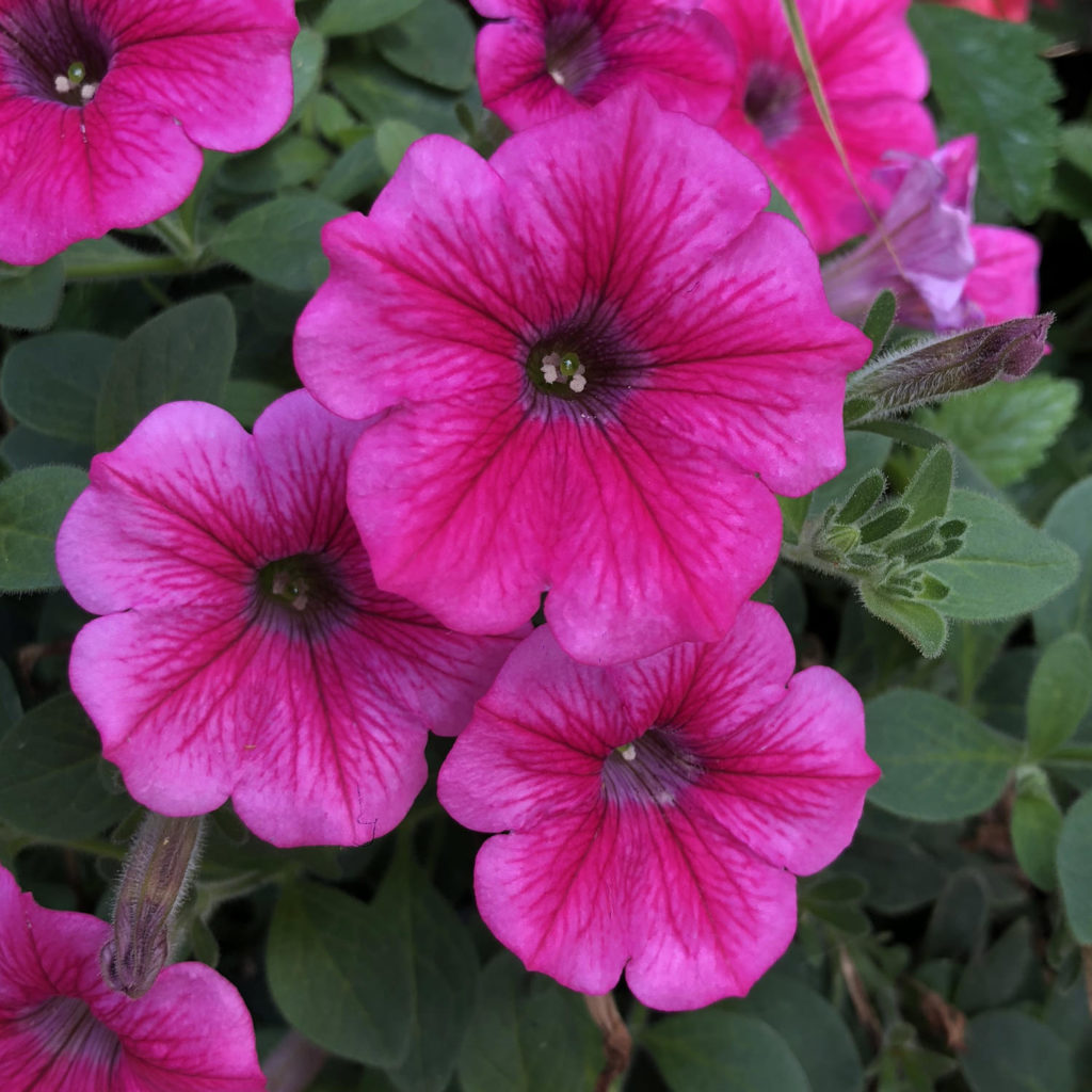 PETUNIA SUPERTUNIA VISTA PARADISE PETUNIA