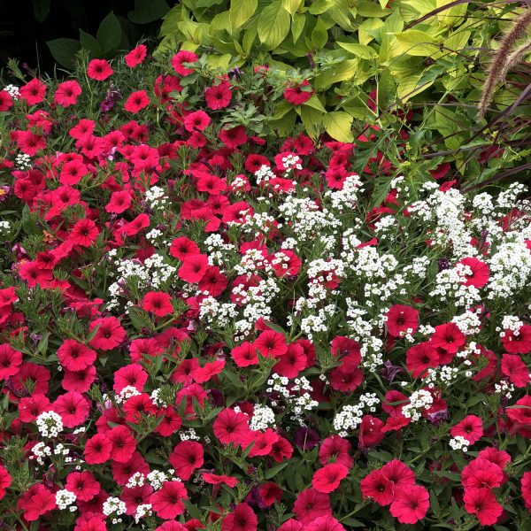 PETUNIA SUPERTUNIA VISTA PARADISE PETUNIA