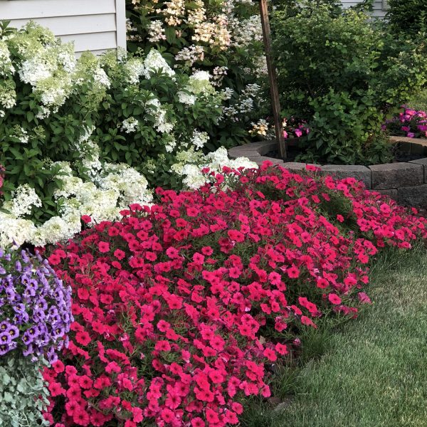 PETUNIA SUPERTUNIA VISTA PARADISE PETUNIA