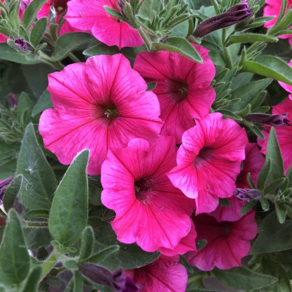 PETUNIA SUPERTUNIA VISTA PARADISE PETUNIA