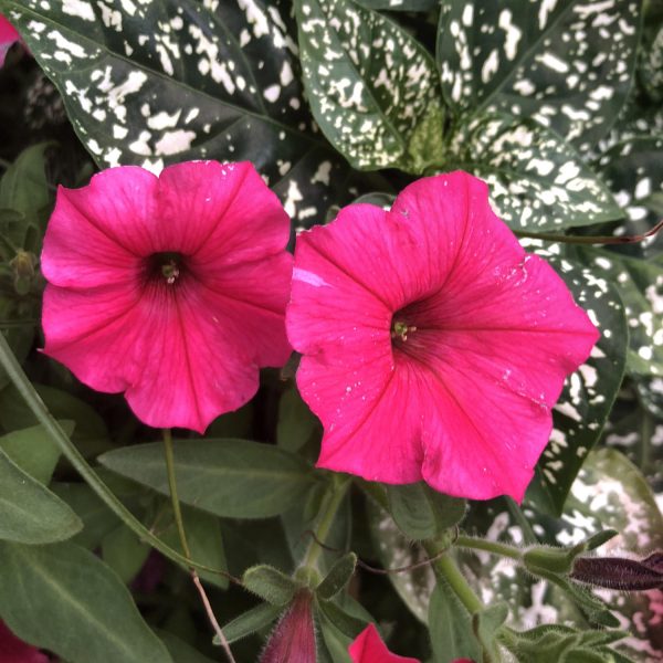 PETUNIA SUPERTUNIA VISTA PARADISE PETUNIA