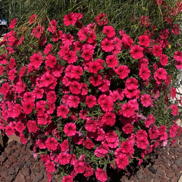 PETUNIA SUPERTUNIA VISTA PARADISE PETUNIA