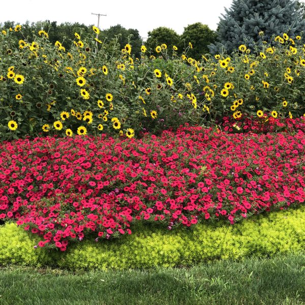 PETUNIA SUPERTUNIA VISTA PARADISE PETUNIA