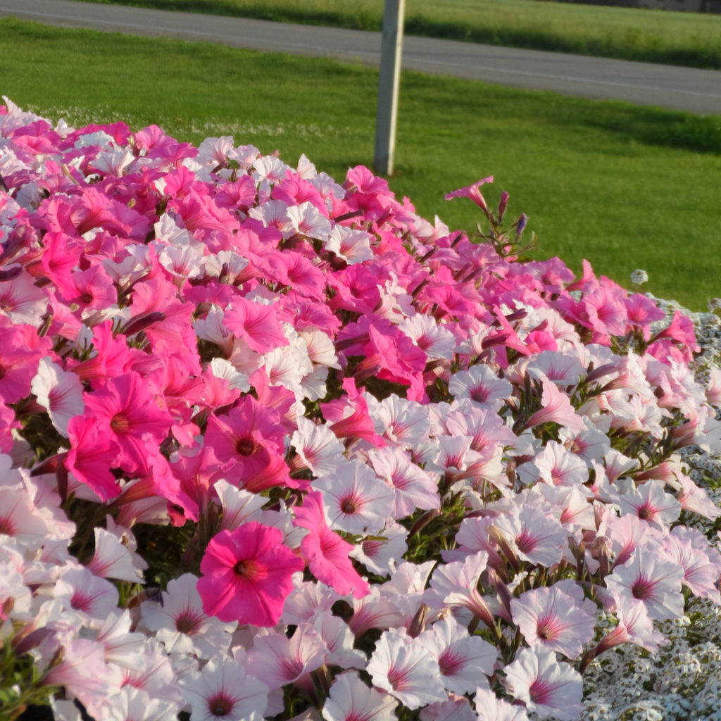 PETUNIA SUPERTUNIA VISTA SILVERBERRY PETUNIA