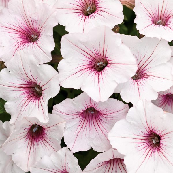 PETUNIA SUPERTUNIA VISTA SILVERBERRY PETUNIA