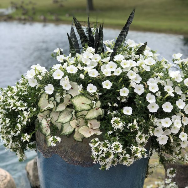 PETUNIA SUPERTUNIA VISTA SNOWDRIFT PETUNIA