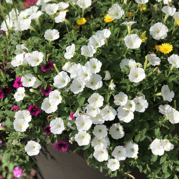 PETUNIA SUPERTUNIA VISTA SNOWDRIFT PETUNIA