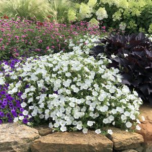 PETUNIA SUPERTUNIA VISTA SNOWDRIFT PETUNIA