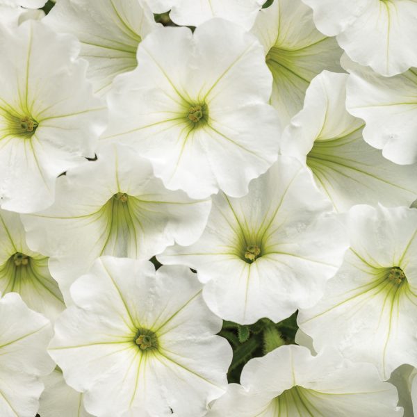 PETUNIA SUPERTUNIA VISTA SNOWDRIFT PETUNIA