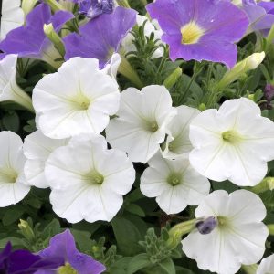 PETUNIA SUPERTUNIA WHITE PETUNIA