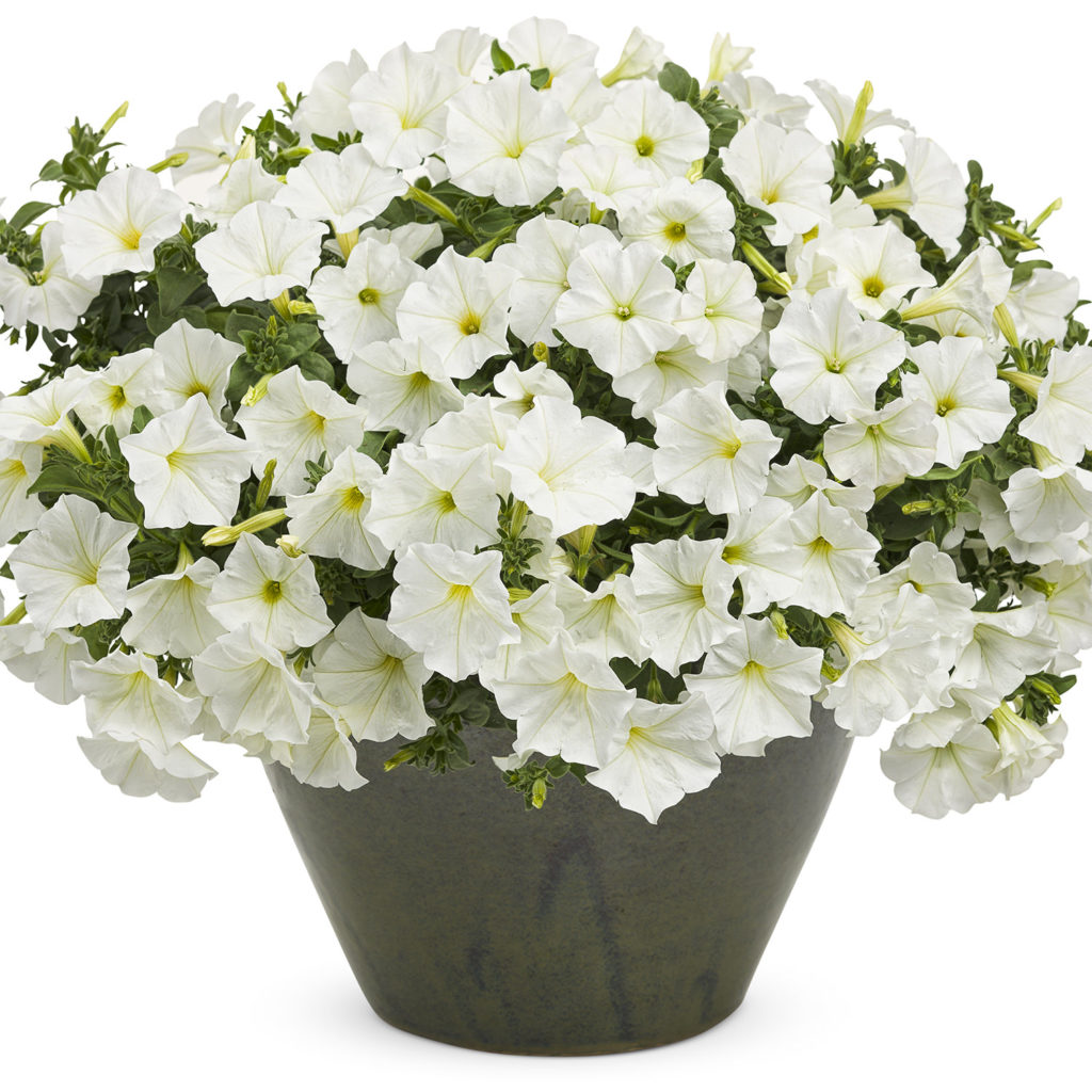 Petunia SUPERTUNIA White Buy Petunia Annuals Online