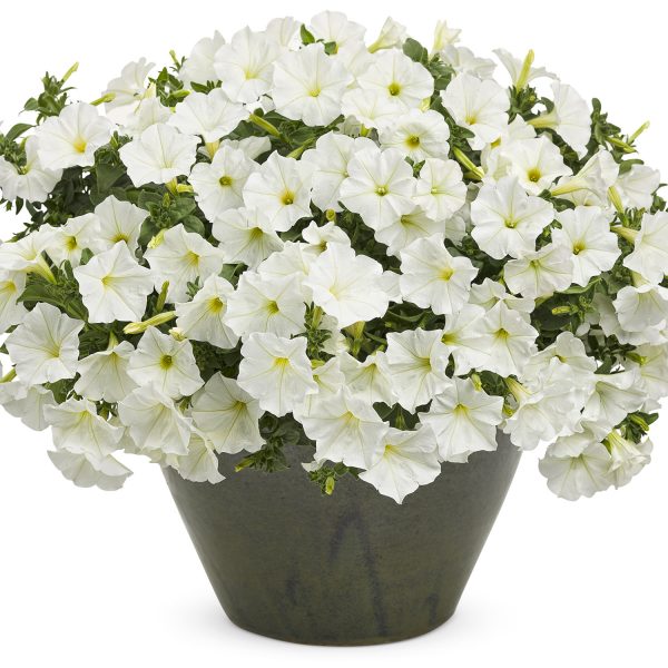 PETUNIA SUPERTUNIA WHITE PETUNIA