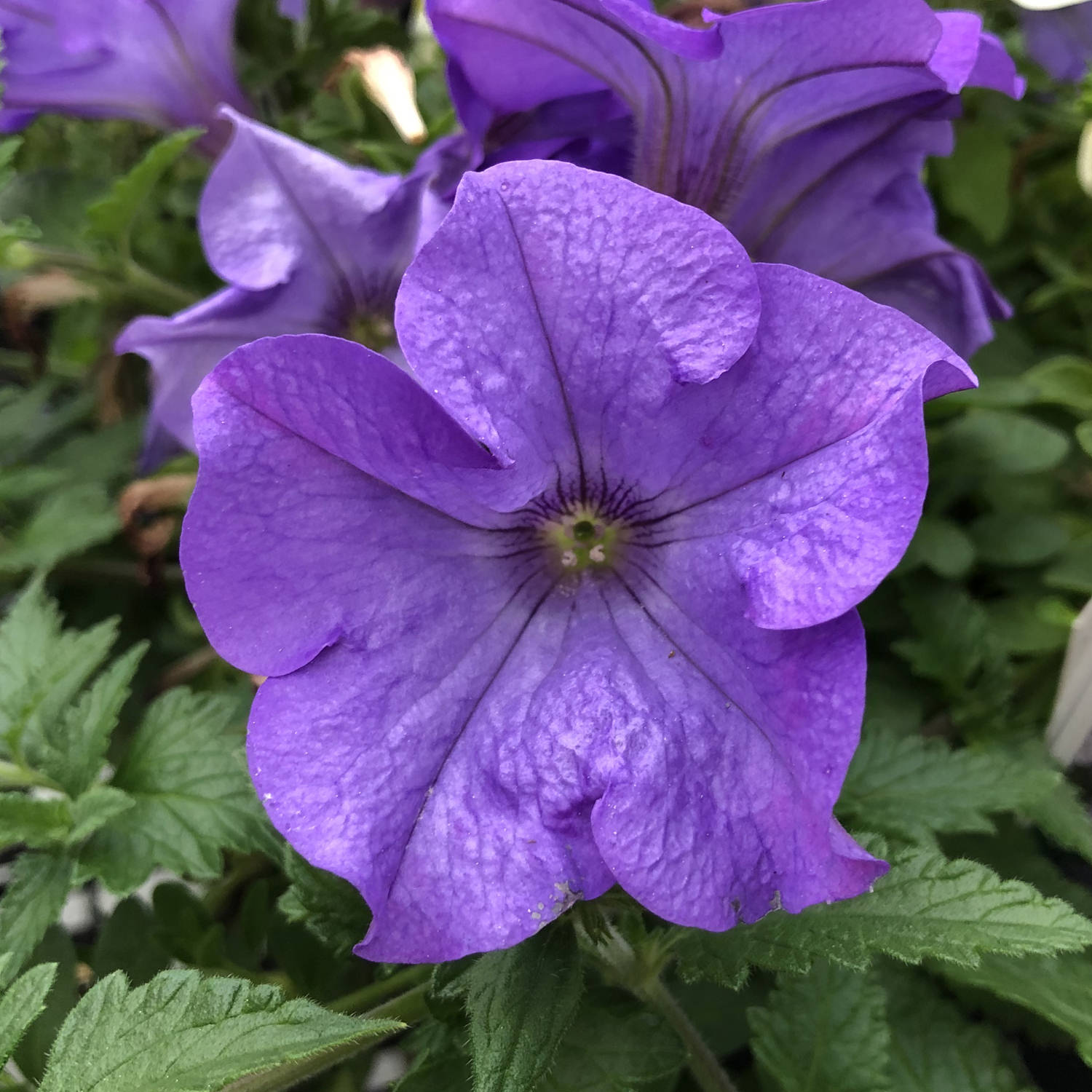 Petunia surfinia shop