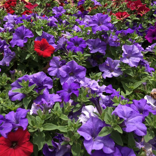 PETUNIA SURFINIA HEAVENLY BLUE PETUNIA