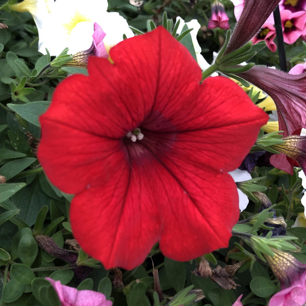 PETUNIA SURFINIA RED PETUNIA