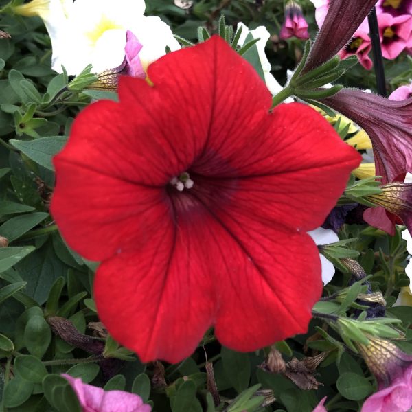 PETUNIA SURFINIA RED PETUNIA