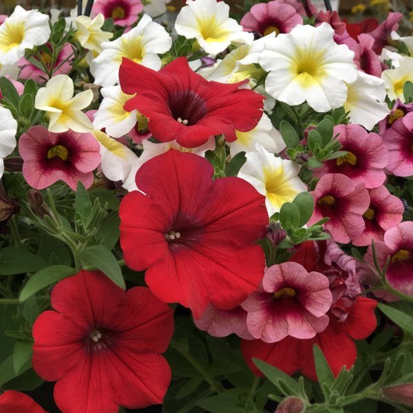 PETUNIA SURFINIA RED PETUNIA