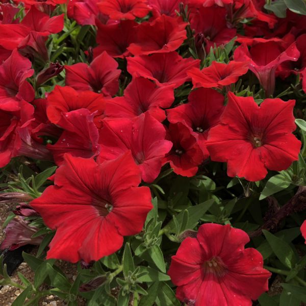 PETUNIA SURFINIA RED PETUNIA