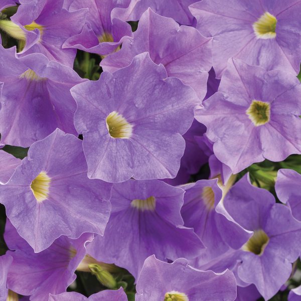 PETUNIA SURFINIA SKY BLUE PETUNIA