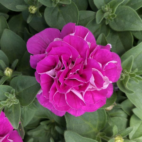 PETUNIA SURFINIA SUMMER DOUBLE ROSE PETUNIA