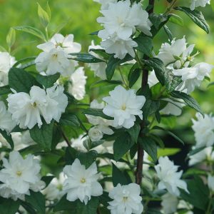 PHILADELPHUS ILLUMINATI ARCH MOCK ORANGE