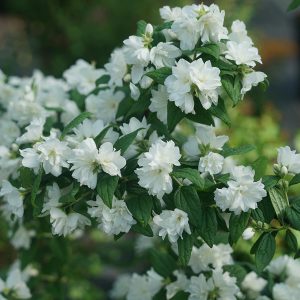 Mockorange - Philadelphus