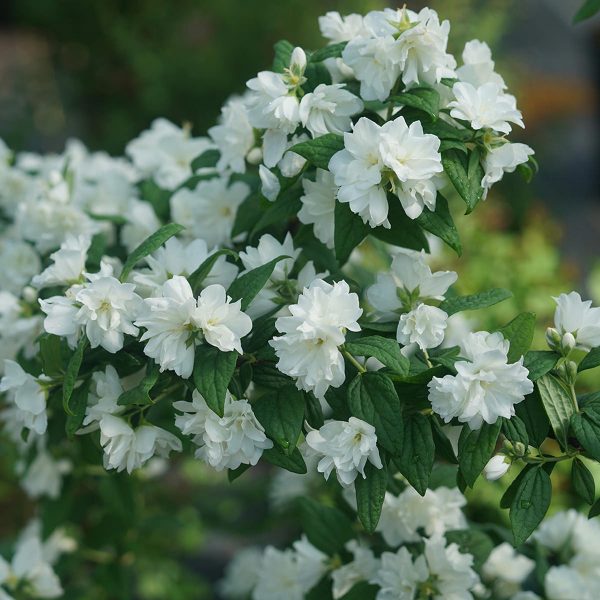 PHILADELPHUS ILLUMINATI ARCH MOCK ORANGE