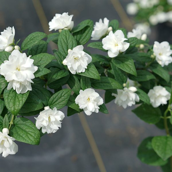 PHILADELPHUS ILLUMINATI ARCH MOCK ORANGE