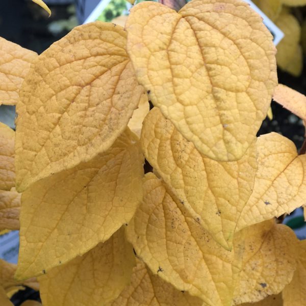 PHILADELPHUS ILLUMINATI TOWER MOCKORANGE