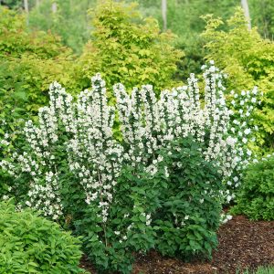 PHILADELPHUS ILLUMINATI TOWER MOCKORANGE