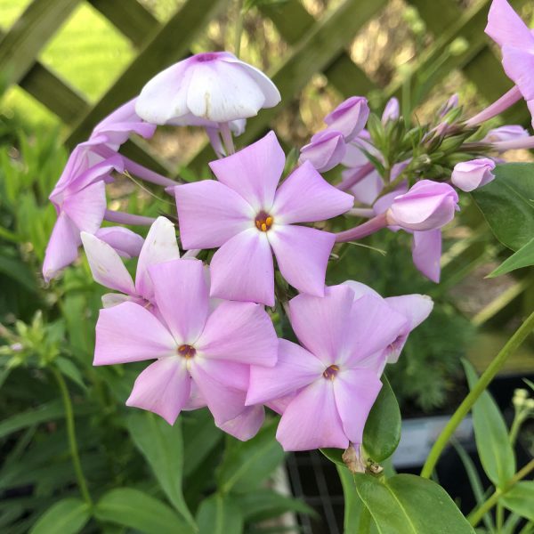 PHLOX AMETHYST PEARL PHLOX