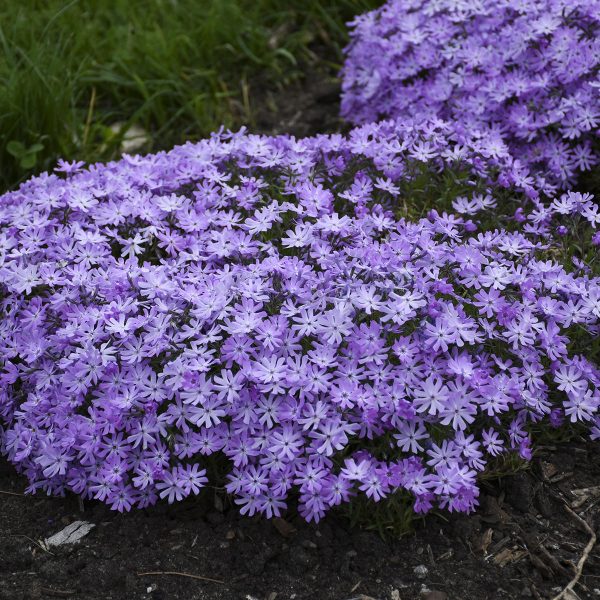 PHLOX BEDAZZLED LAVENDER CREEPING PHLOX