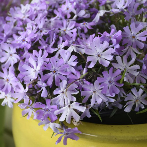 PHLOX BEDAZZLED LAVENDER CREEPING PHLOX