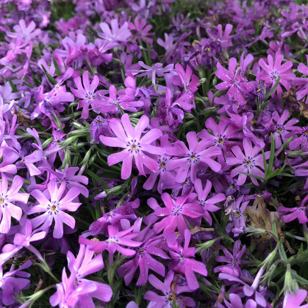 PHLOX BEDAZZLED PINK CREEPING PHLOX