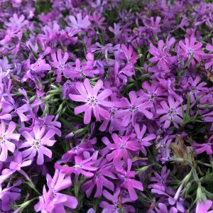 PHLOX BEDAZZLED PINK CREEPING PHLOX