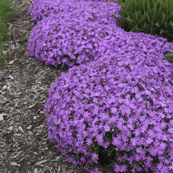 PHLOX BEDAZZLED PINK CREEPING PHLOX