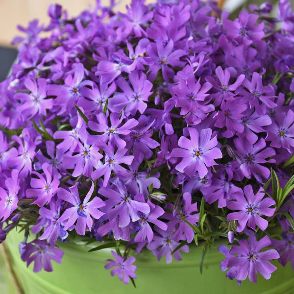 PHLOX BEDAZZLED PINK CREEPING PHLOX