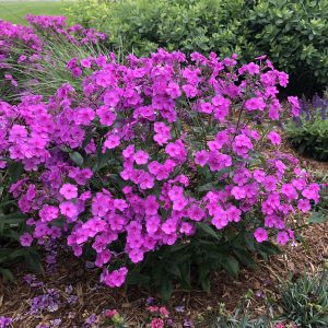 PHLOX CLOUDBURST TALL CUSHION PHLOX