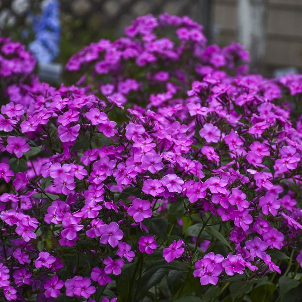 PHLOX CLOUDBURST TALL CUSHION PHLOX