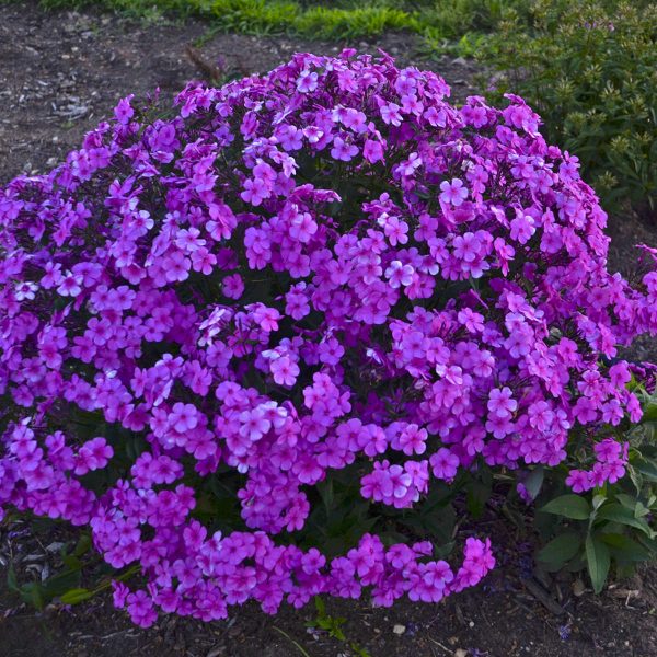 PHLOX CLOUDBURST TALL CUSHION PHLOX