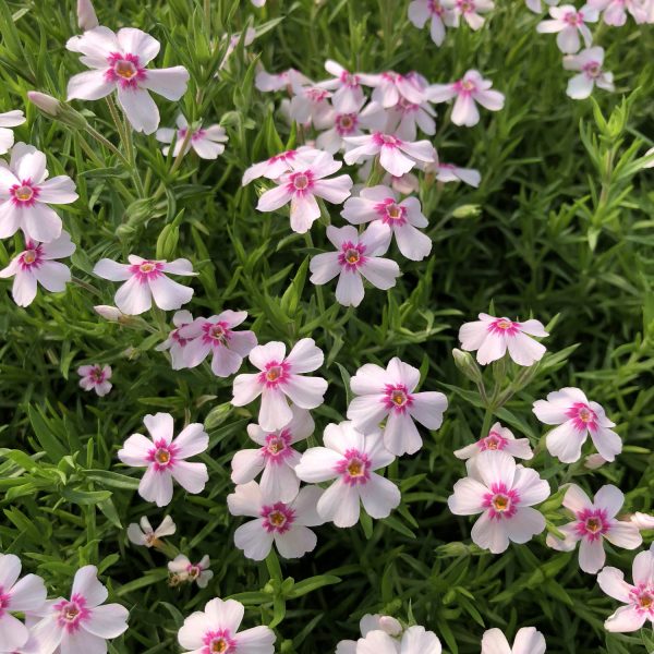 PHLOX CORAL EYE CREEPING PHLOX