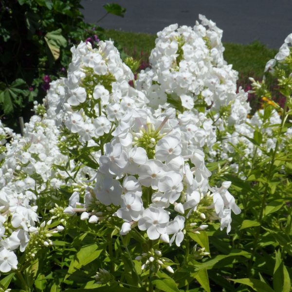 PHLOX DAVID TALL PHLOX