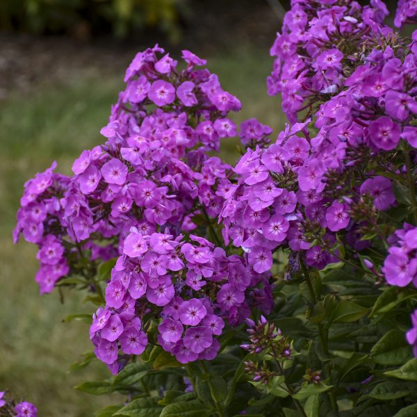 PHLOX GARDEN GIRLS COVER GIRL TALL GARDEN PHLOX