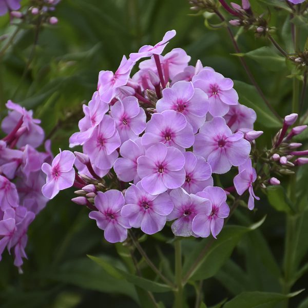 PHLOX GARDEN GIRLS UPTOWN GIRL TALL GARDEN PHLOX